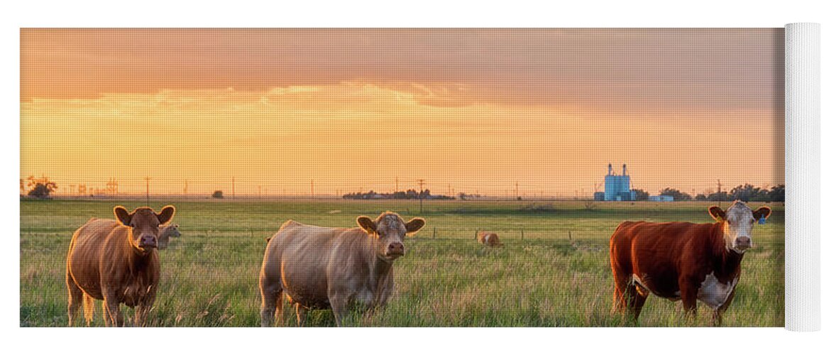 Sunset Yoga Mat featuring the photograph Sunset Cattle by Russell Pugh
