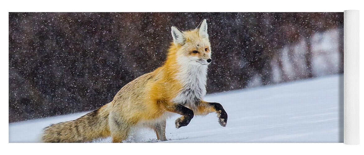 Fox Yoga Mat featuring the photograph Sunset Flakes by Kevin Dietrich