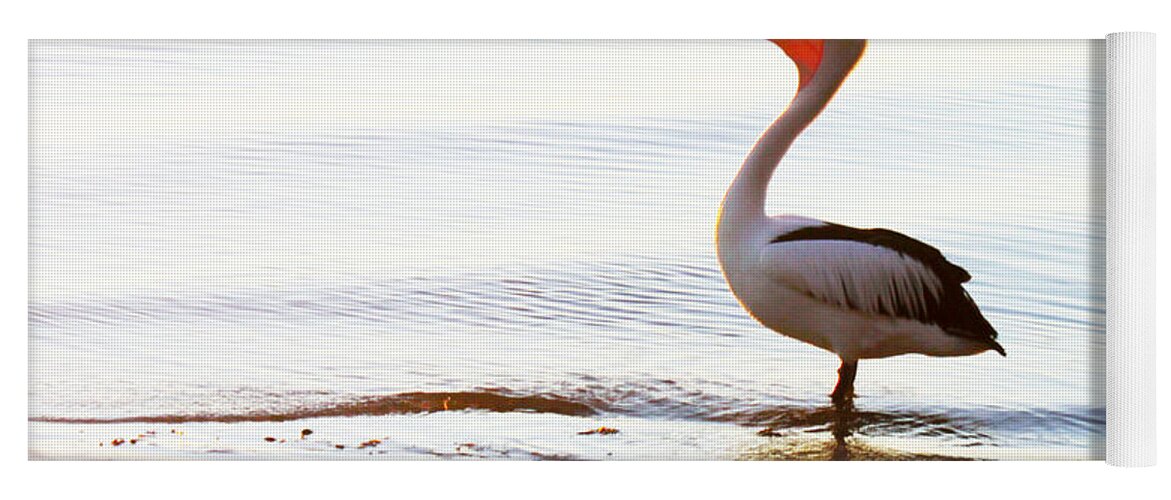 Susan Vineyard Yoga Mat featuring the photograph Sunshine Coast Pelican by Susan Vineyard