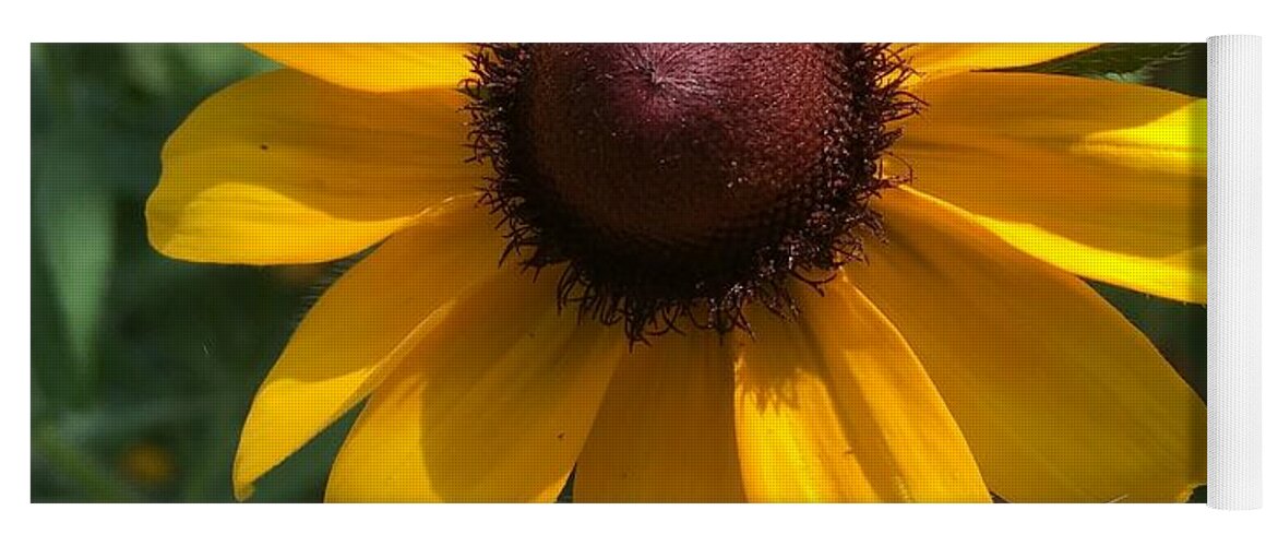 Sunflower Yoga Mat featuring the photograph Sunshine by Pamela Henry