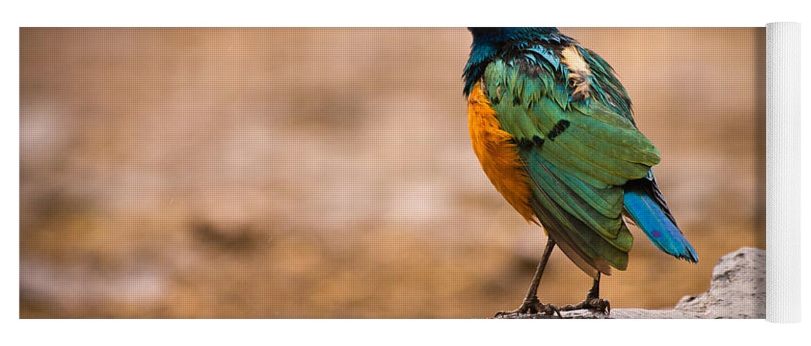 3scape Photos Yoga Mat featuring the photograph Superb Starling by Adam Romanowicz