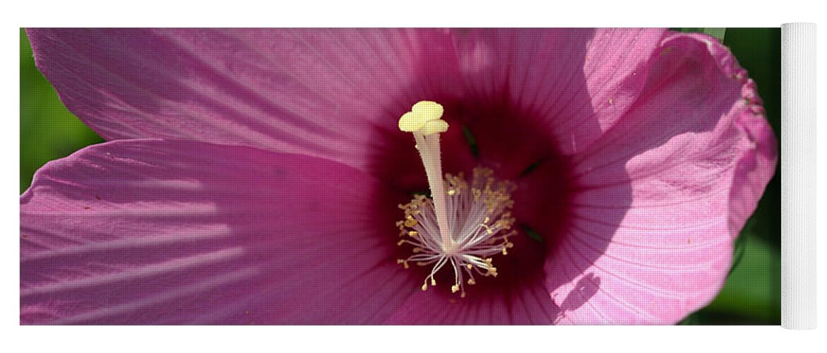 Aroma Yoga Mat featuring the photograph Swamp Rose Mallow by Jack R Perry