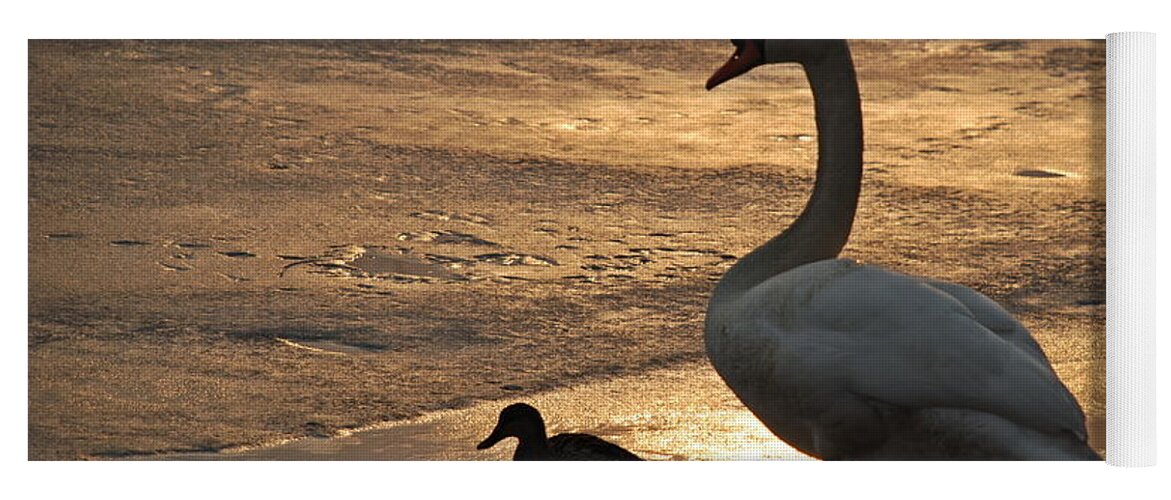 Swan Yoga Mat featuring the photograph Swan and Baby at Sunset by Richard Bryce and Family