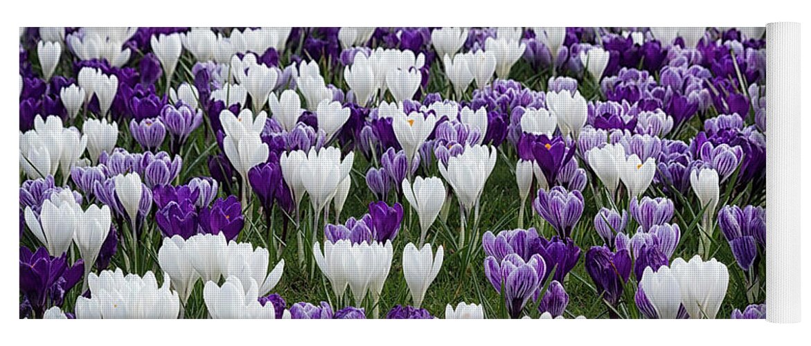 Purple Yoga Mat featuring the photograph Swathes of Crocuses by Shirley Mitchell