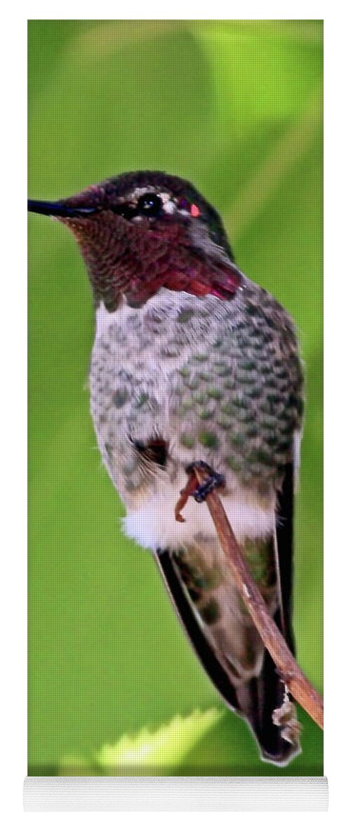 Hummingbird Yoga Mat featuring the photograph Sweet Fluffy Hummingbird Feathers by Carol Groenen