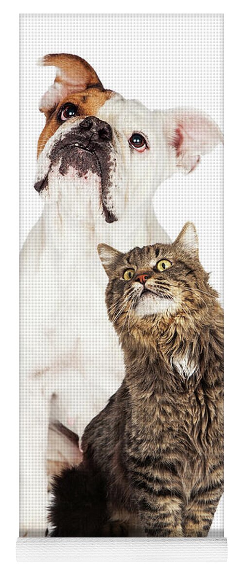 Animal Yoga Mat featuring the photograph Tabby Cat and Bulldog Together Looking Up by Good Focused