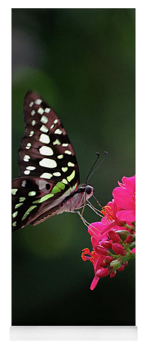 Animal Yoga Mat featuring the photograph Tailed Jay Butterfly -Graphium agamemnon- on pink flower by Rick Bures
