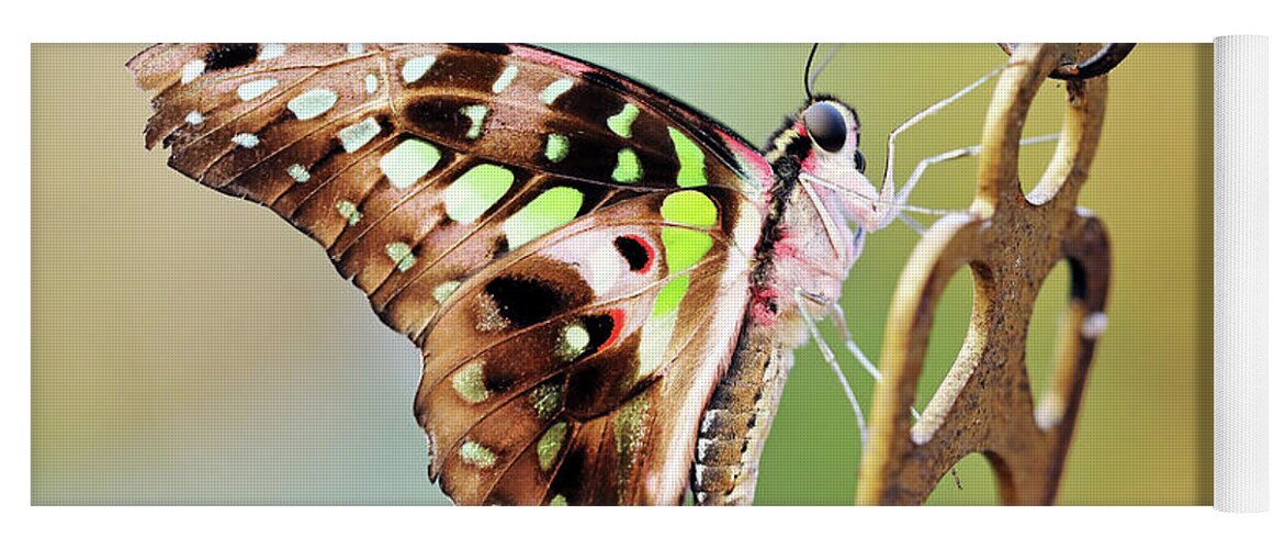 Tailed Jay Yoga Mat featuring the photograph Tailed Jay by Grant Glendinning
