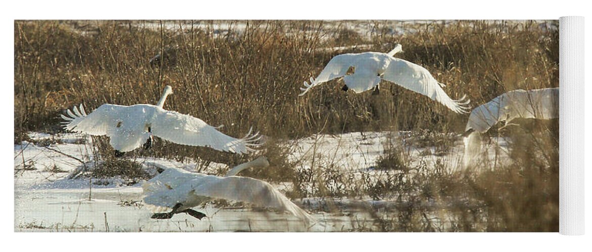Trumpeter Swans Yoga Mat featuring the photograph Take Off by Holly Ross