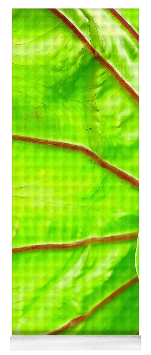 Flowers Of Aloha Taro Leaf Green Hawaii Yoga Mat featuring the photograph Taro Leaf Close Up in Green by Joalene Young
