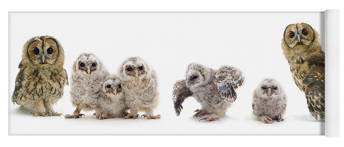 Tawny Owl Yoga Mat featuring the photograph Tawny Owl family by Warren Photographic