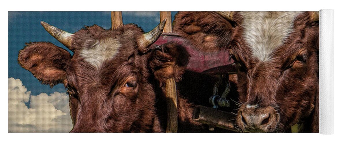 Cattle Yoga Mat featuring the photograph Team of Oxen by Randall Nyhof
