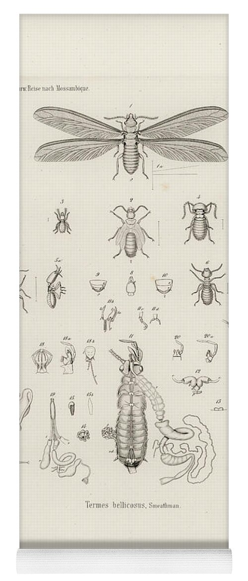 Insects Yoga Mat featuring the drawing Termites, Macrotermes bellicosus by H Hagen