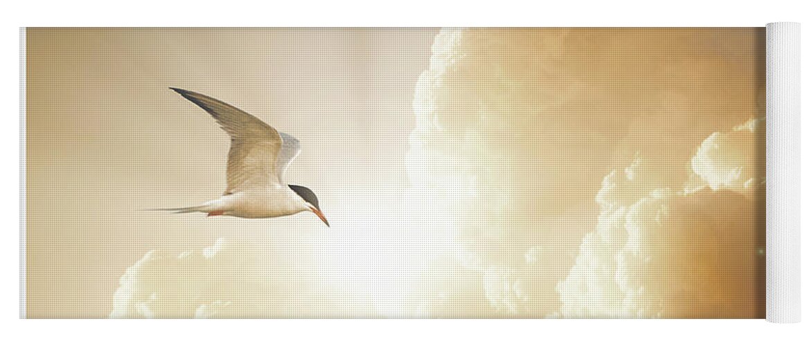 Tern Yoga Mat featuring the photograph Tern in Flight, Spiritual Light of Dusk by A Macarthur Gurmankin