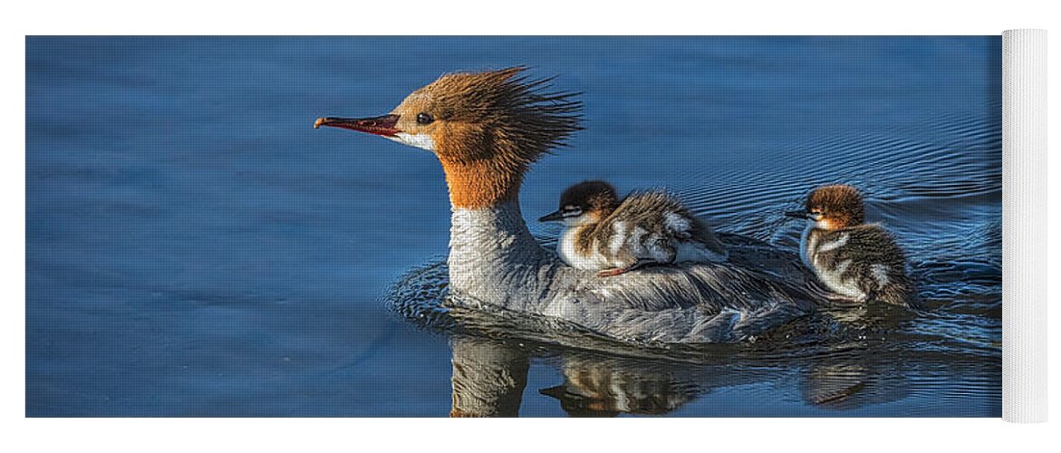 Mommy Merganser Yoga Mat featuring the photograph Thanks Mom by Mitch Shindelbower