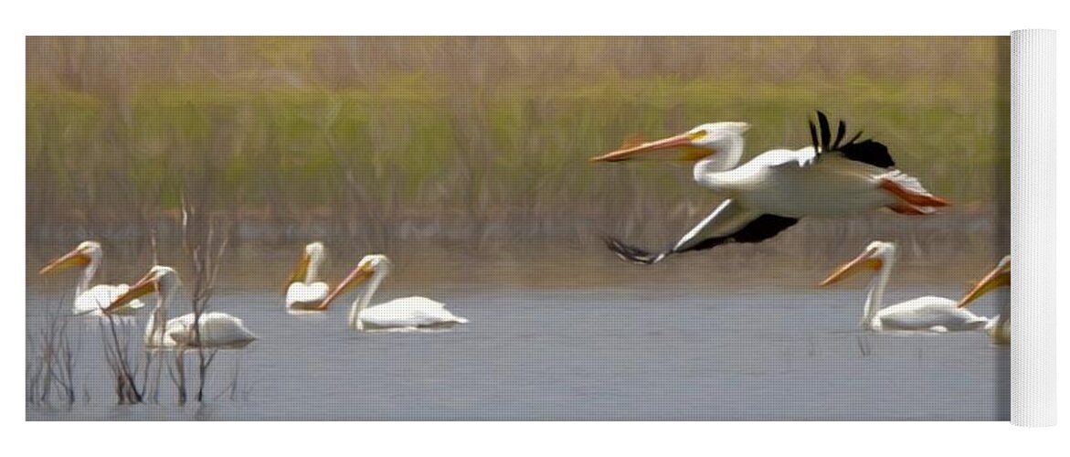 American White Pelican Yoga Mat featuring the digital art The American White Pelicans by Ernest Echols