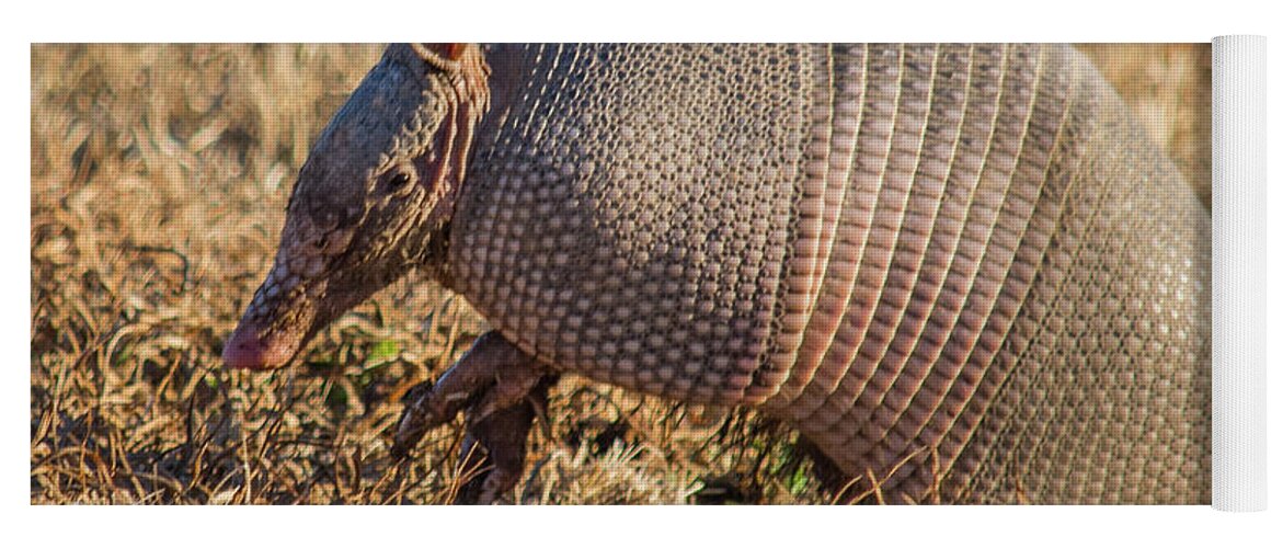 Nature Yoga Mat featuring the photograph The Nine Banded Armadillo by Barry Bohn