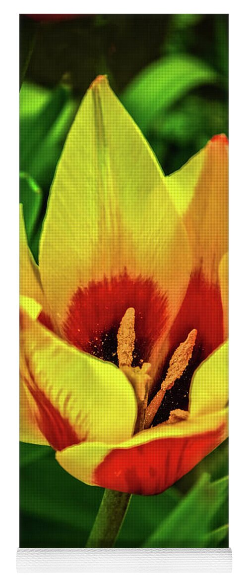 Plants Yoga Mat featuring the photograph The Bicolor Tulip by Robert Bales