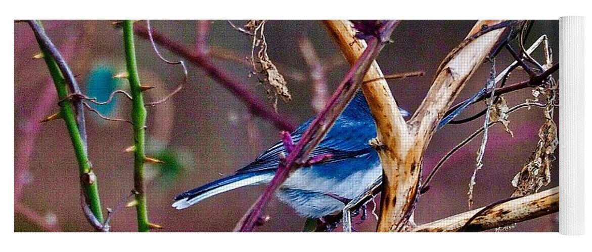 Bird Yoga Mat featuring the photograph The Blue of Winter in the Woods by Shawn M Greener