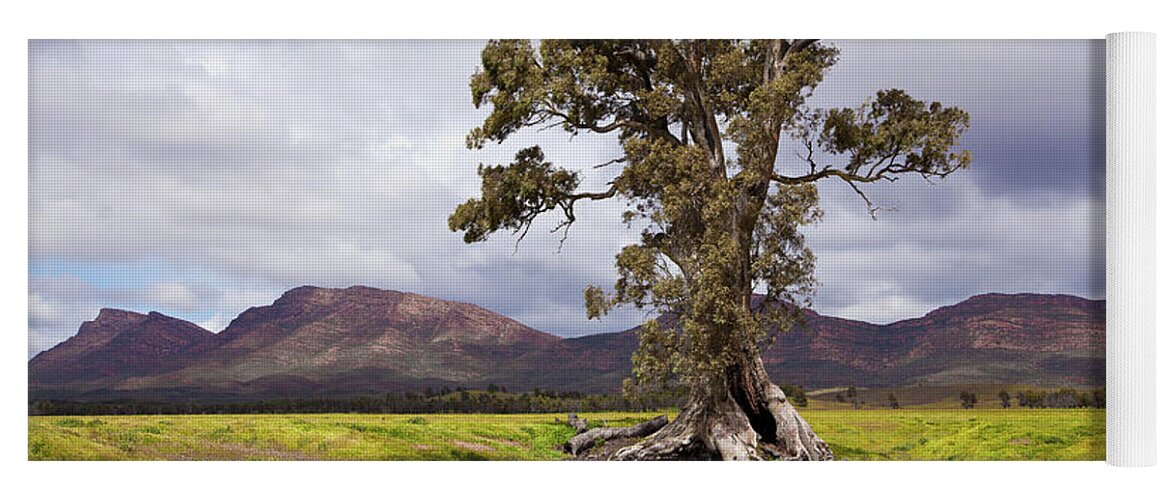 The Cazneaux Tree Flinderss Ranges South Australia Australia Landscape Landscapes Outback Gum Wilpena Pound Yoga Mat featuring the photograph The Cazneaux Tree by Bill Robinson