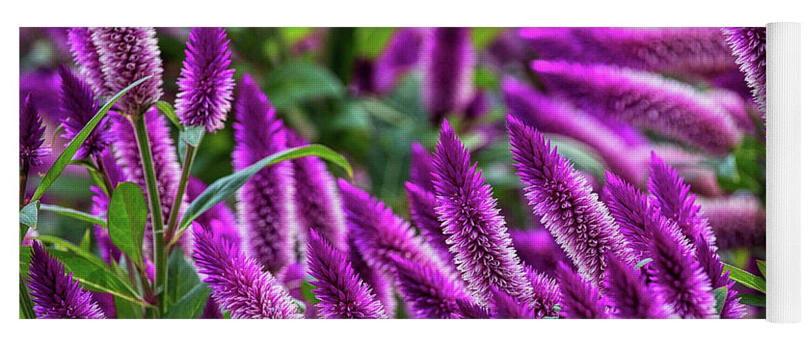 Purple Flowers; Purple Landscape; Yoga Mat featuring the photograph The Color Purple by Jim Garrison