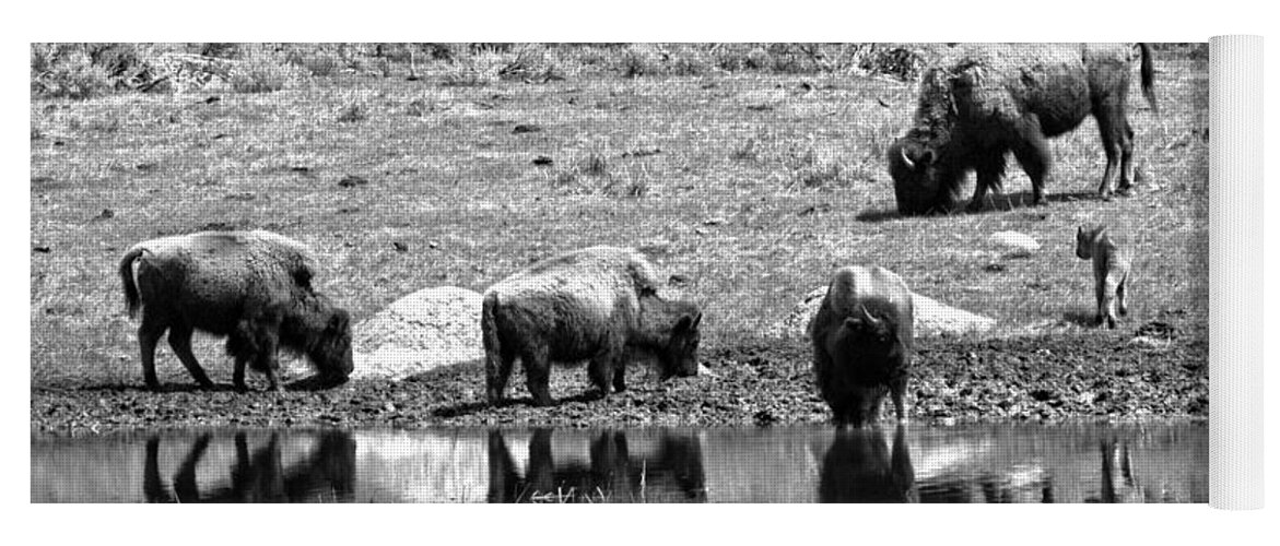 Bison Yoga Mat featuring the photograph The Crew At The Watering Hole Black And White by Adam Jewell