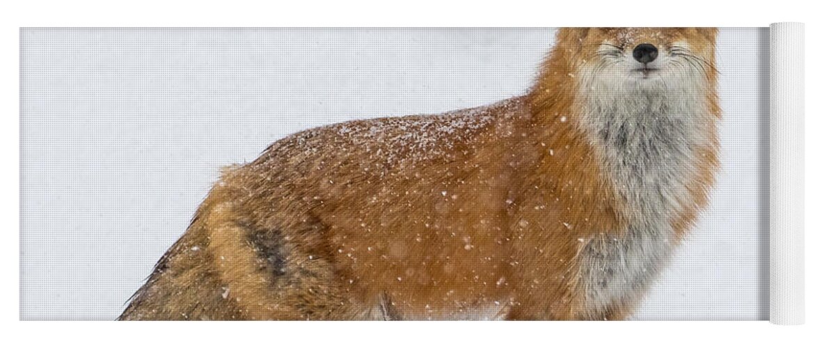 Red Fox Yoga Mat featuring the photograph The Fox and the Blizzard #2 by Mindy Musick King