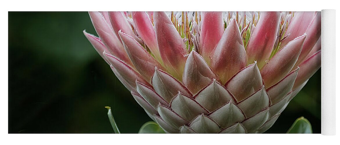 Protea Yoga Mat featuring the photograph The King of Proteas by Shirley Mitchell