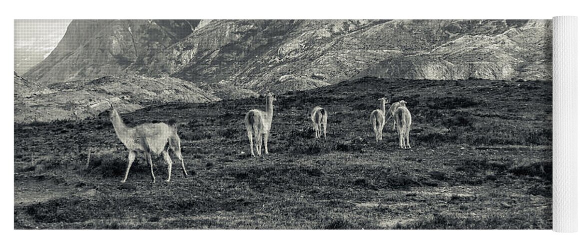 Animal Yoga Mat featuring the photograph The Lamas by Andrew Matwijec