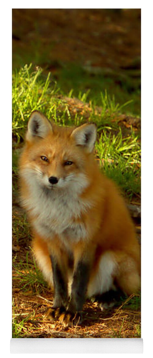 Fox Yoga Mat featuring the photograph The look of love by Heather King