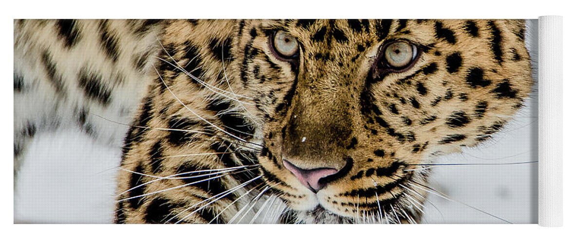 Amur Leopard Yoga Mat featuring the photograph The Look by Teresa Wilson