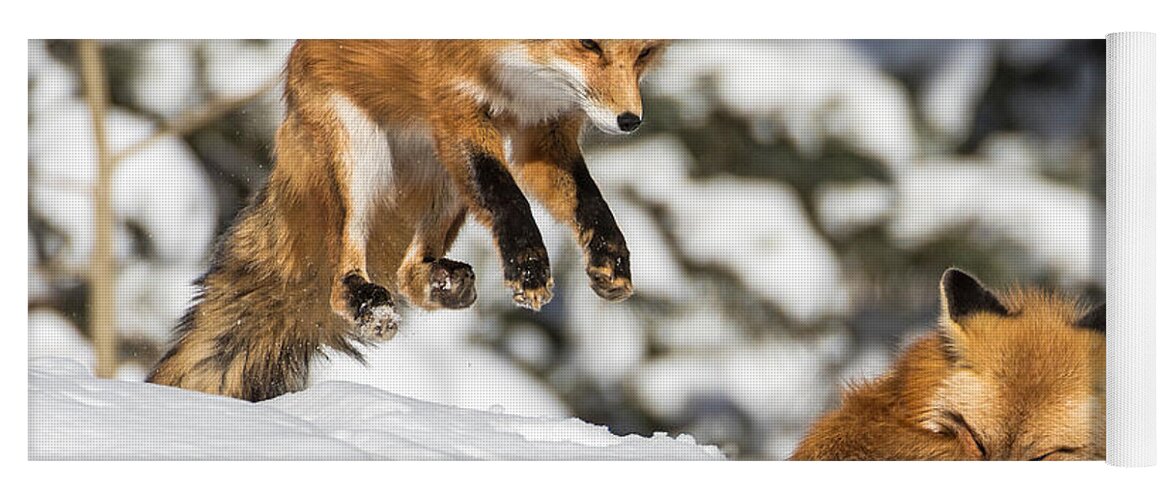 Red Fox Yoga Mat featuring the photograph The Perfect Pounce by Mindy Musick King
