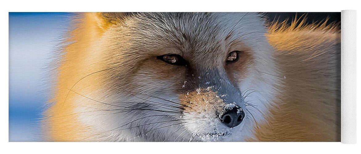 Red Fox Yoga Mat featuring the photograph The Red Fox Portrait In Snow by Yeates Photography