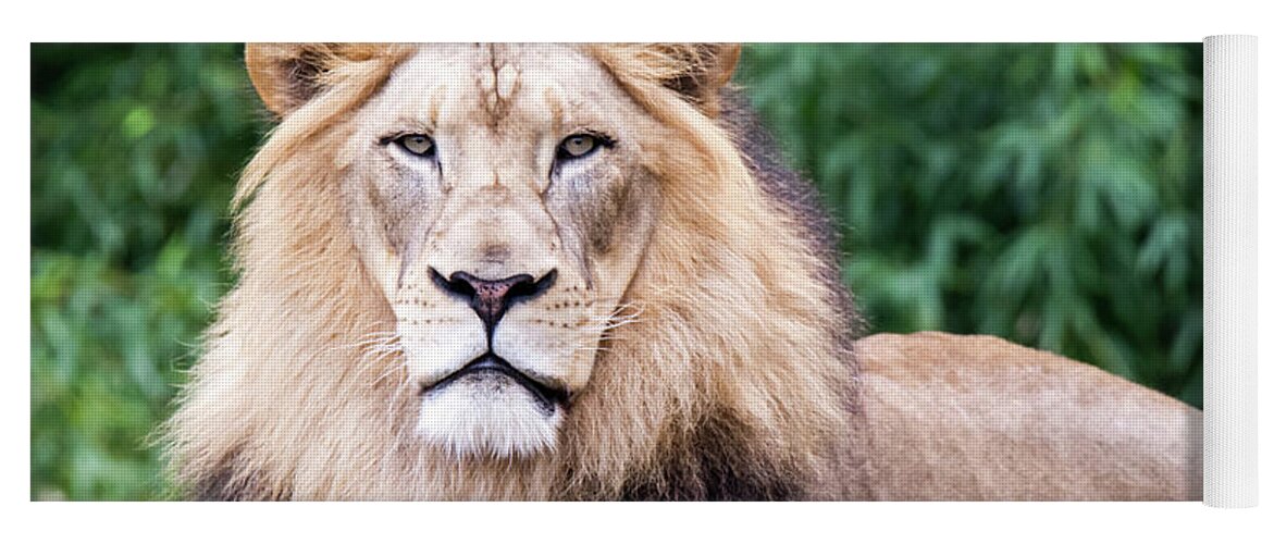 Male Lion Yoga Mat featuring the photograph The Stare Down by Ed Taylor