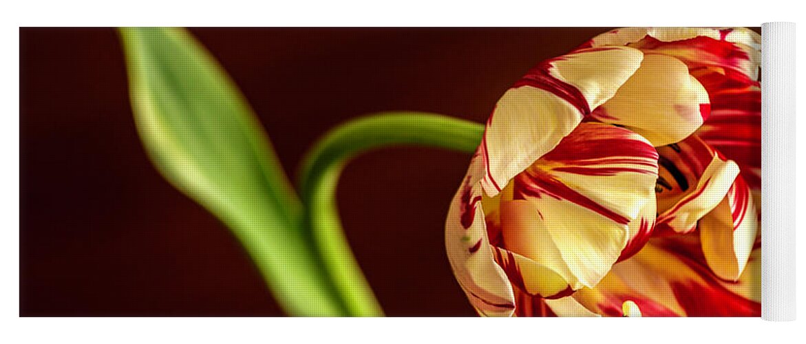 Tulip Yoga Mat featuring the photograph The Tulip's bow by Wolfgang Stocker