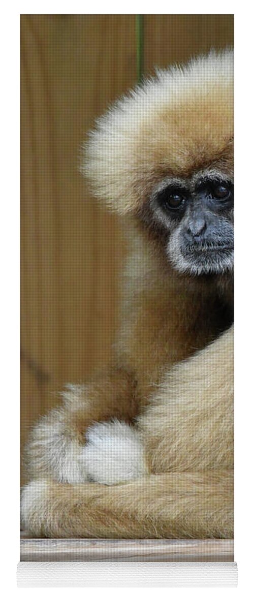 Monkey Yoga Mat featuring the photograph Thoughtful by Artful Imagery