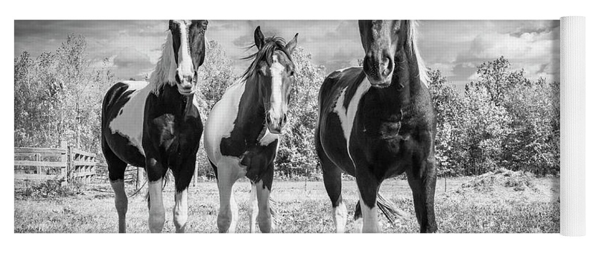Horses Yoga Mat featuring the photograph Three Amigos by Holly Ross