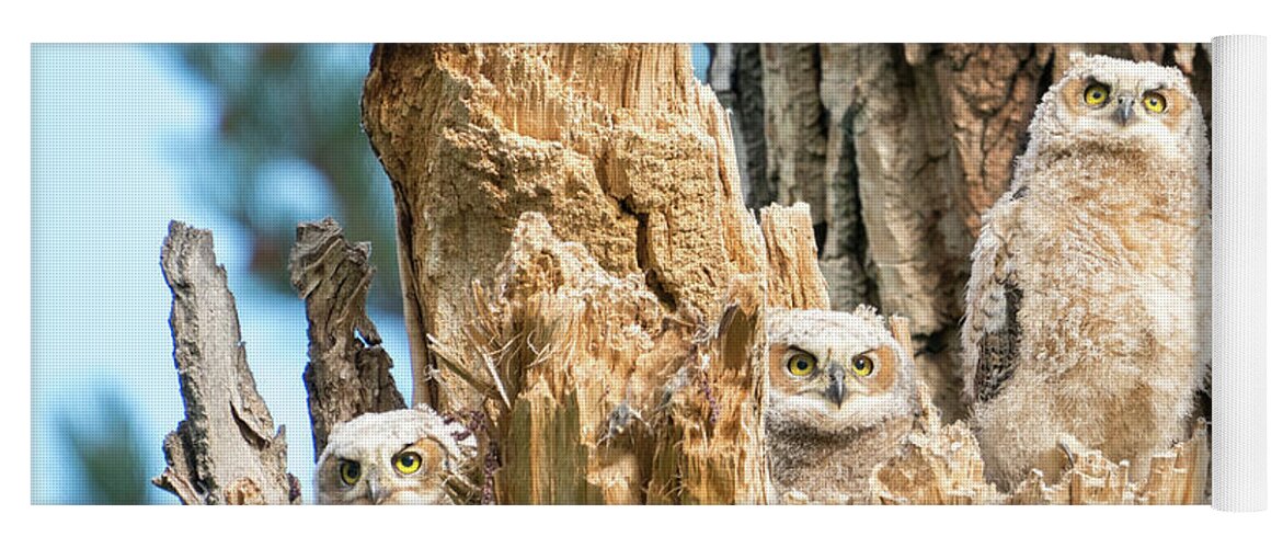 Great Horned Owl Yoga Mat featuring the photograph Three Great Horned Owl Babies by Judi Dressler