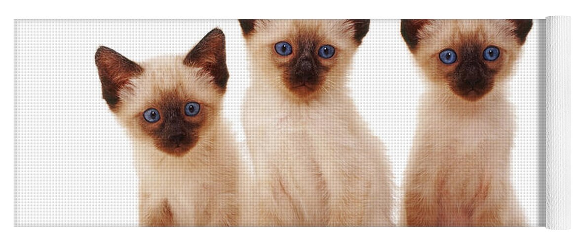 White Background Yoga Mat featuring the photograph Three Siamese Kittens by Jane Burton