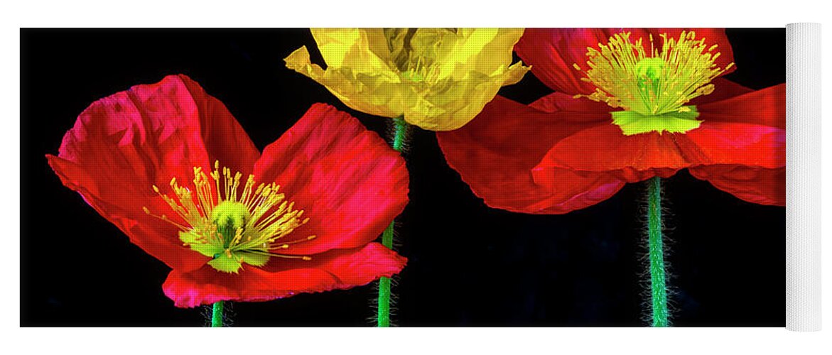 Color Yoga Mat featuring the photograph Three Wonderful Iceland Poppies by Garry Gay