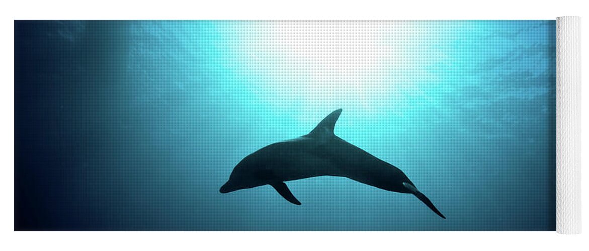 Dolphin Yoga Mat featuring the photograph three year old Dolphin by Hagai Nativ