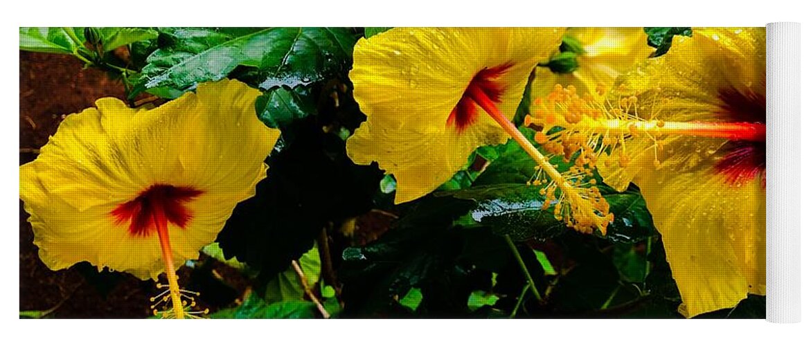 #puna #hibiscus #yellow #flowersofaloha #flowers Yoga Mat featuring the photograph Three Yellow Hibiscus in Puna by Joalene Young