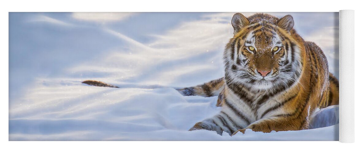 Animals Yoga Mat featuring the photograph Tiger in the Snow by Rikk Flohr