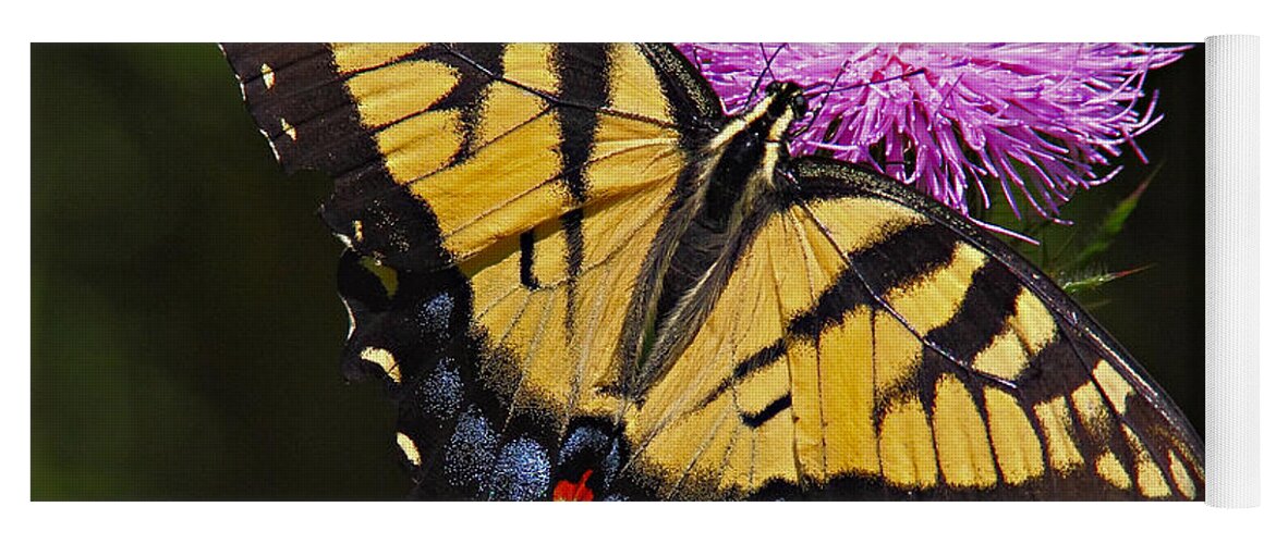 Butterfly Yoga Mat featuring the photograph Tiger Swallowtail by William Jobes