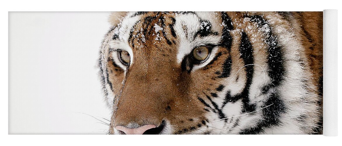 Tiger Yoga Mat featuring the photograph Tiger Up Close by Athena Mckinzie