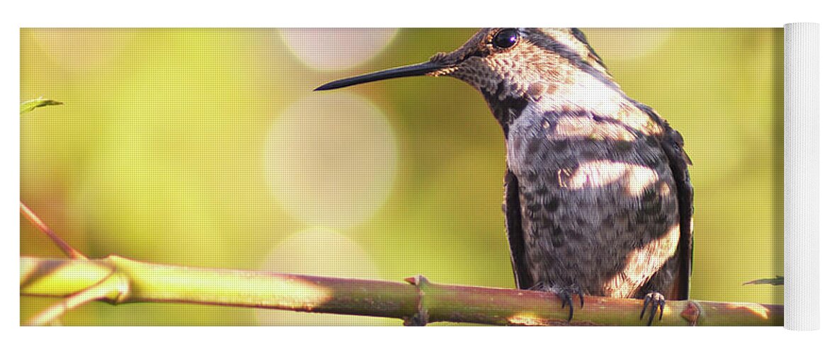 Hummingbird Yoga Mat featuring the photograph Tiny Bird Upon a Branch by Debby Pueschel