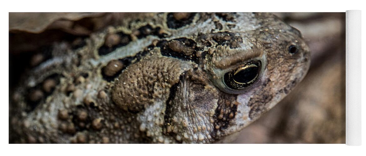 Toad Yoga Mat featuring the photograph Toad Head by Grace Grogan