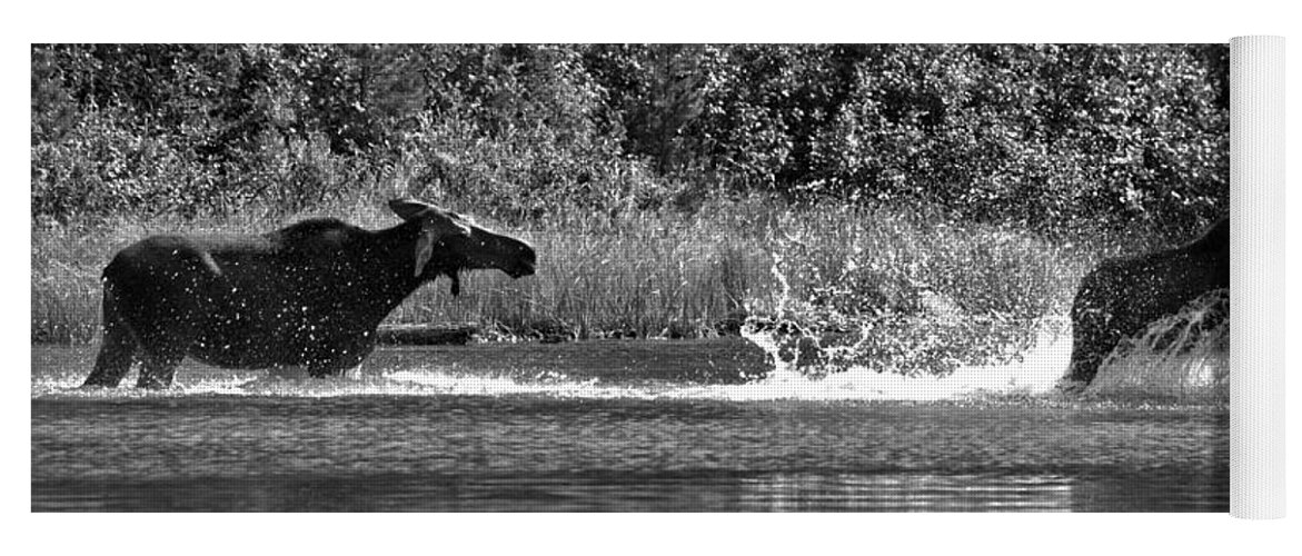 Moose Yoga Mat featuring the photograph Too Close For Comfort Black And White by Adam Jewell