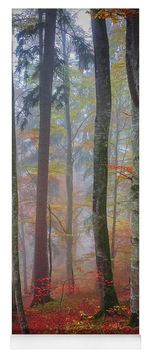 Forest Yoga Mat featuring the photograph Tree trunks in fog by Elena Elisseeva