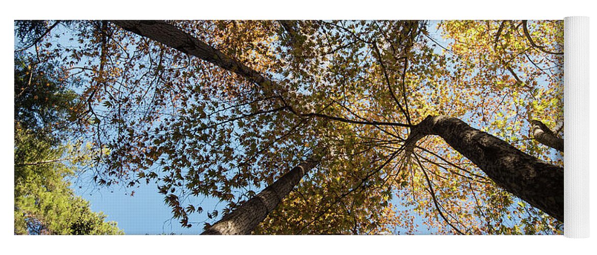 Tree Yoga Mat featuring the photograph Treetops of maple trees in Autumn by Michalakis Ppalis